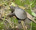 Herps 2005 334 (2)