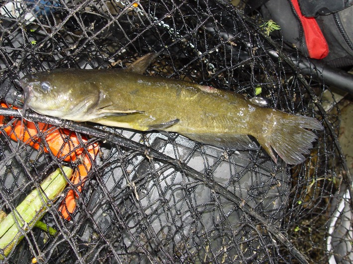 Herps 2005 372 Reelfoot
