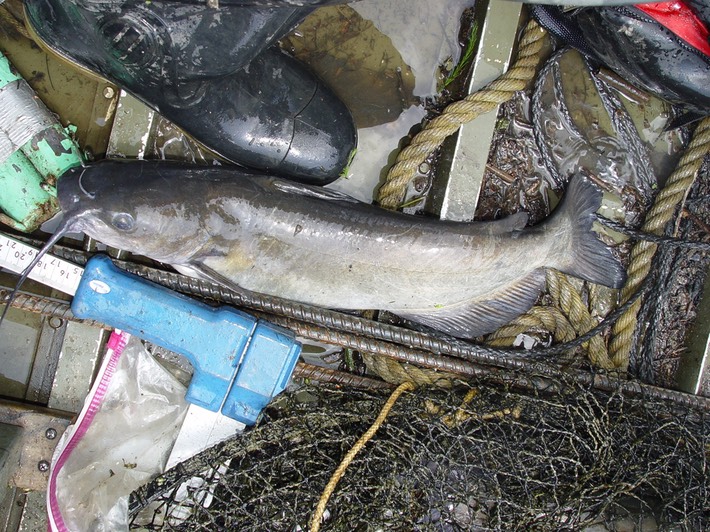 Herps 2005 381 Reelfoot