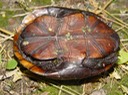Herps 2005 389