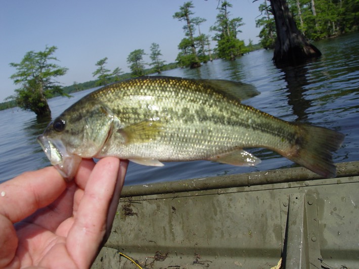 Herps 2005 525 Reelfoot
