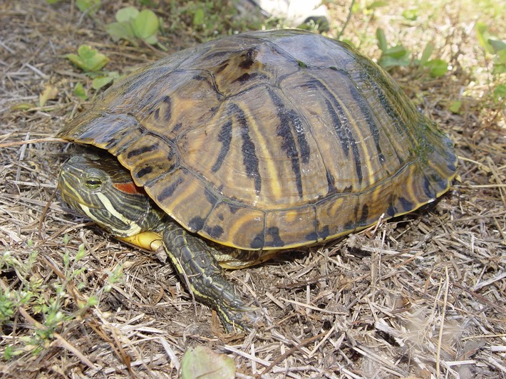 Herps 2005 547