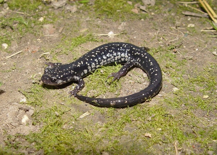Herps 2005 611(2) Reelfoot PMIS
