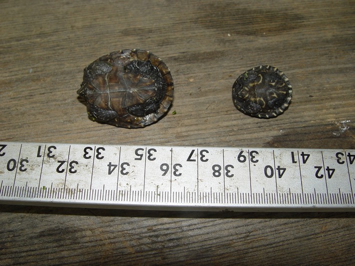 Herps 2005 620
