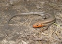 Herps 2005 679 PFAS Reelfoot