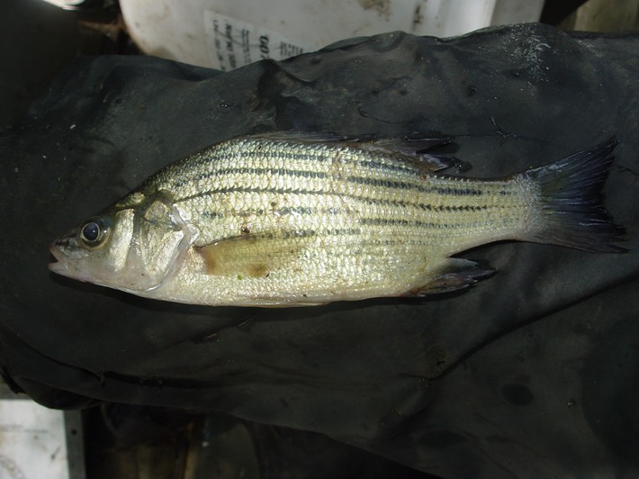 Herps 2005 695 Reelfoot