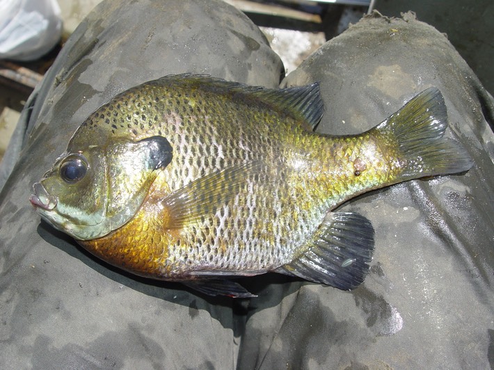 Herps 2005 698 Reelfoot