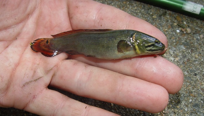 Herps 2005 802 Reelfoot