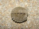 Herps 2005 825
