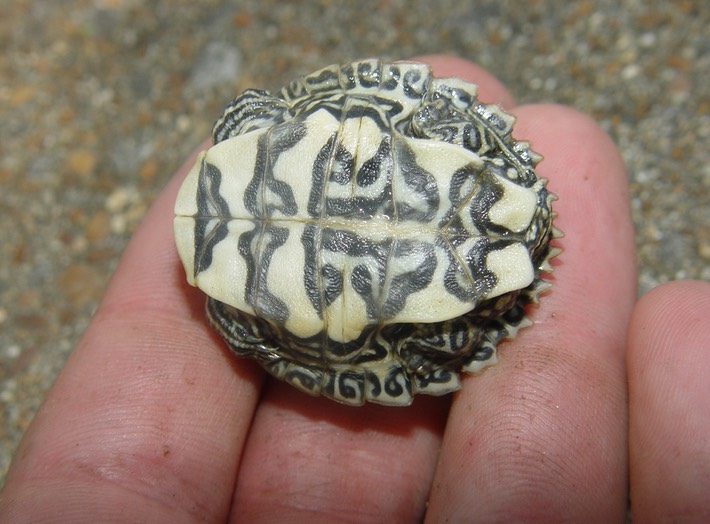 Herps 2005 826 (2)