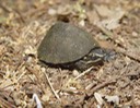 Herps 2005 851 (2)