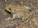 Herps 2005 929