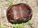 Herps 2005 960