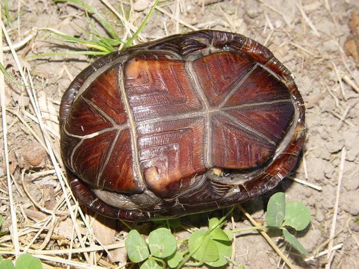 Herps 2005 960