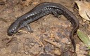 HERPS Coffee ATEX (36)