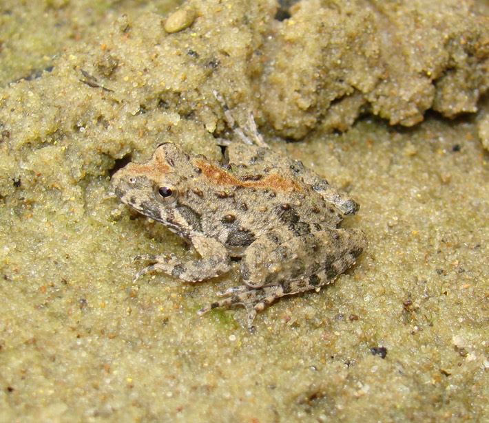 Herps Bollinger (19) (2)