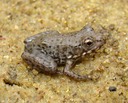 Herps Bollinger (28) (2)