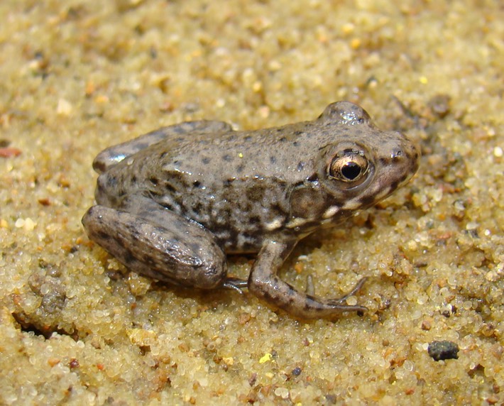 Herps Bollinger (28) (2)