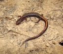 Herps Bollinger (3) PSER