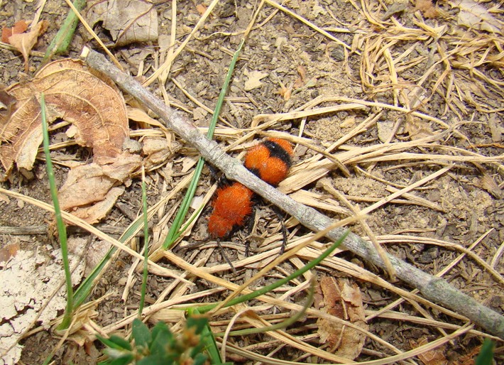 Herps Bollinger (32)