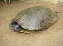 Herps Bollinger (68)