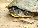 Herps Bollinger (74)