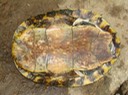 Herps Bollinger (75)