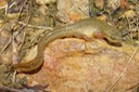 Herps Coffee (45) (2)
