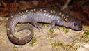 HERPS Coffee (77)