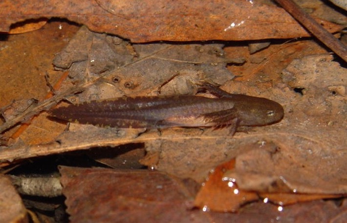 HERPS Coffee (96)