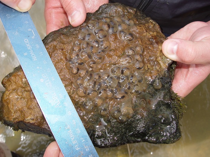 herps Ruth Co. ECIR ABAR