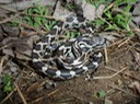 Texas Ratsnake Hillhouse Park, Charleston.jpg