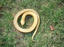 Hog-nosed Snake 1 Mingo.jpg