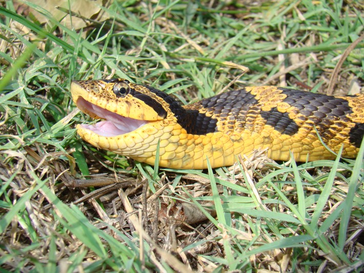 Hog-nosed Snake 2 Mingo.jpg