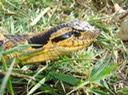 Hog-nosed Snake 3 Mingo.jpg