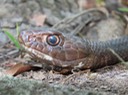 IMG_0065