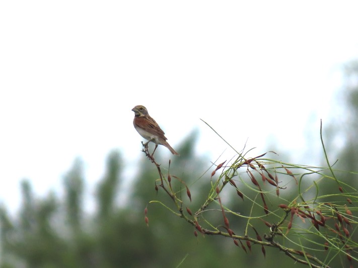 IMG_0074_Santa Ana NWR