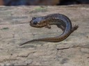 IMG_0930
