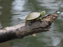 IMG_1113