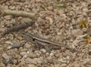 IMG_3726