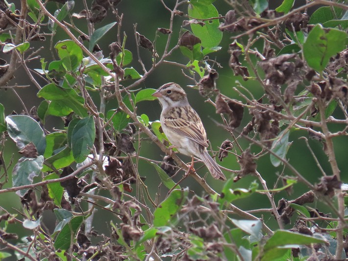 IMG_3829_Estero Llano Grande SP