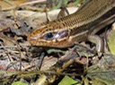IMG_4771