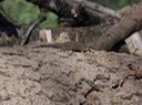 IMG_4811