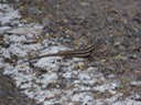 IMG_6245
