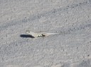 IMG_7552
