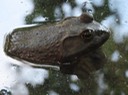 IMG_8974