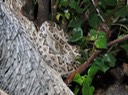 IMG_9521
