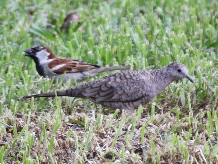 Inca Dove (2)