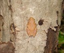 Insects Mostly 039 (2) St. Francois SP
