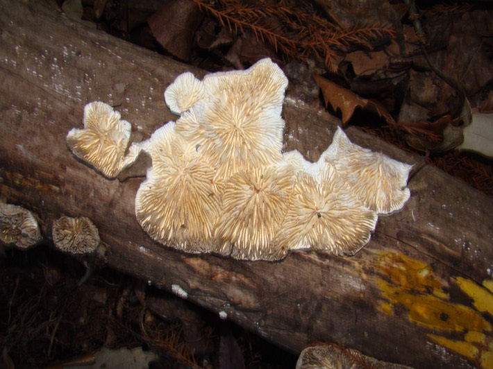 Kisatchie 1